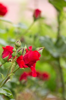 beautiful red roses in garden, romantic love scene in spring garden