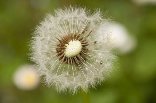 Close up of a dandelion, taraxacum, seeds with hair pappus