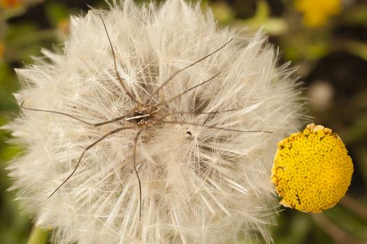 Close up of a dandelion, taraxacum, blowball with daddy long-legs spider