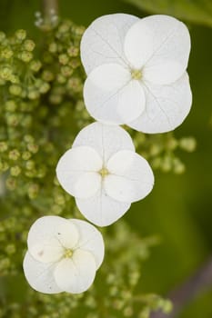 Hydrangea quercifolia flowers, oakleaf, oak-leaved, is a species of flowering plant native to the Southeastern United States