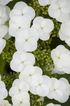 Hydrangea quercifolia flowers, oakleaf, oak-leaved, is a species of flowering plant native to the Southeastern United States