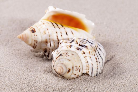 two sea shells lying on the sand, close up.