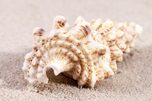 sea shell of auger snail lying on the sand, close up.