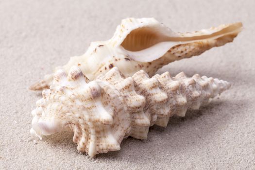 sea shells of auger snail lying on the sand, close up.