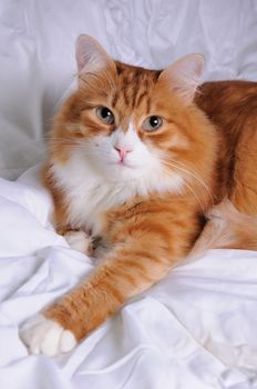 Red-headed cat lying on white, soft, fluffy blanket closeup