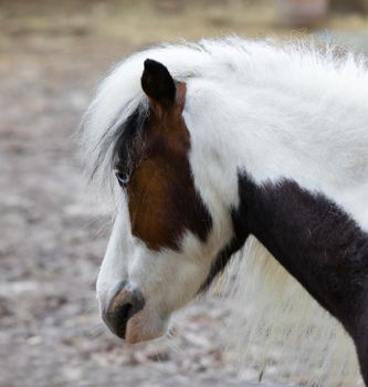 thoroughbred ponies in the paddock on a farm