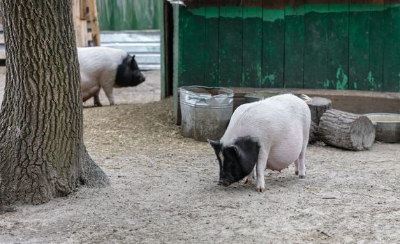 Vietnamese pigs are grazed on a farm outdoors