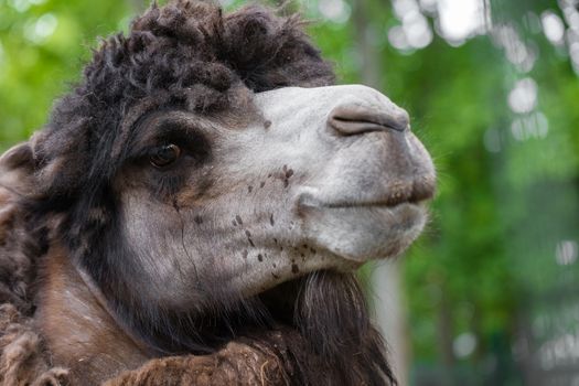 portrait of camel closeup on a green background