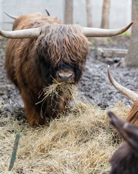 bull with long wool eating hay close-up