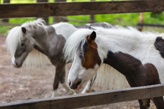 thoroughbred ponies in the paddock on a farm