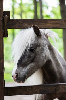 thoroughbred ponies in the paddock on a farm