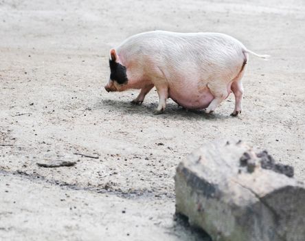 Vietnamese pig are grazed on a farm outdoors