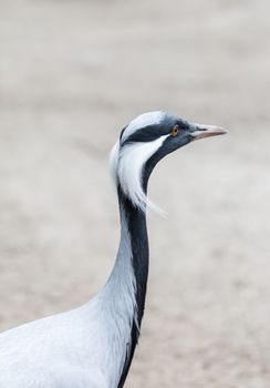 African the bird crane close-up portrait outdoors