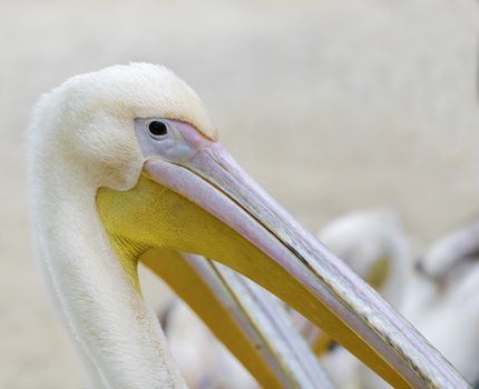 large bird the pink of pelican close-up
