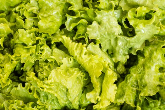 background texture of fresh lettuce leaves close-up