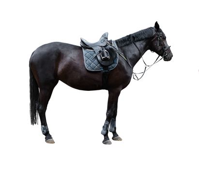 horse with saddle isolated on white background
