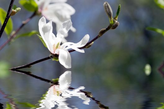 Beautiful white Flowers of a Magnolia Tree