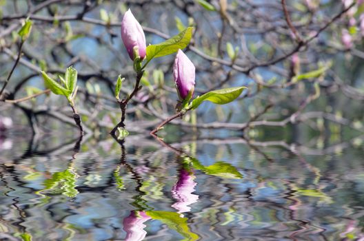 Beautiful pink Flowers of a Magnolia Tree