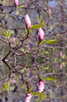Beautiful pink Flowers of a Magnolia Tree