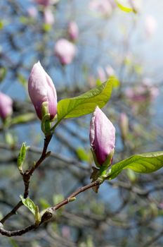 Beautiful pink Flowers of a Magnolia Tree