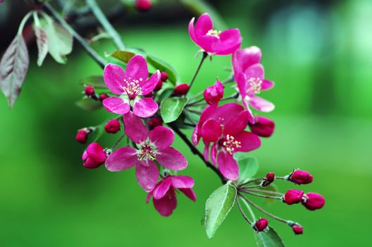 Chinese flowering crab-apple, wild apple flowers