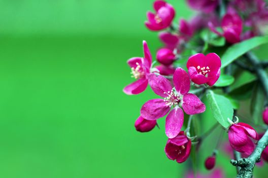 Chinese flowering crab-apple, wild apple flowers