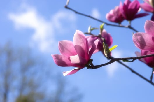 Beautiful Flowers of a Magnolia Tree. Soft focus.