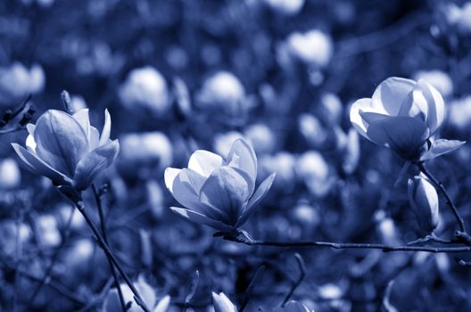 Beautiful night Flowers of a Magnolia Tree