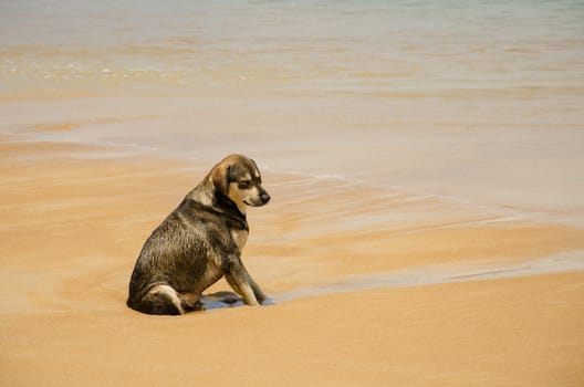 Dog native of Thailand sitting on the beach.