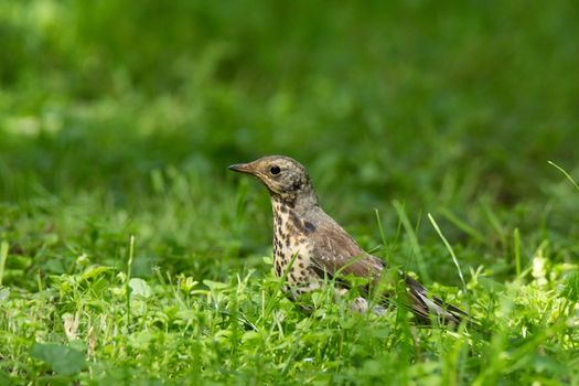 The photo depicts a thrush on a tree