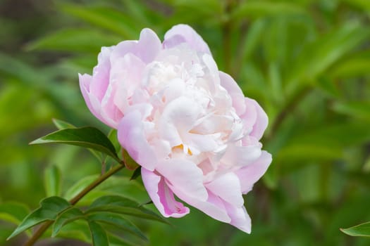 In the picture depicts a beautiful pink peony