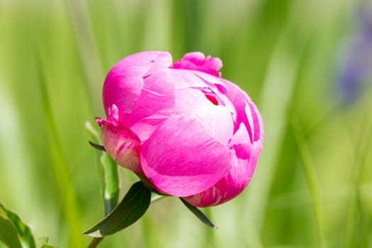 In the picture depicts a beautiful pink peony