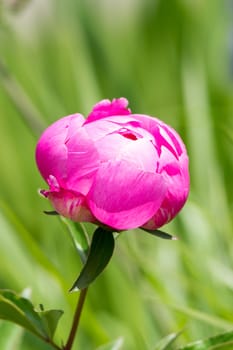 In the picture depicts a beautiful pink peony