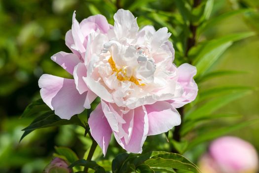 In the picture depicts a beautiful pink peony