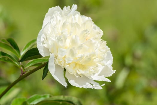 In the picture depicts a beautiful pink peony