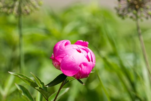 In the picture depicts a beautiful pink peony
