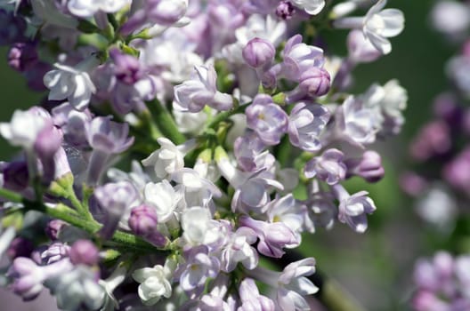 Blooming lilac flowers. Abstract background. Macro photo. 