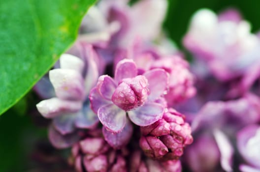 Blooming lilac flowers. Abstract background. Macro photo. 