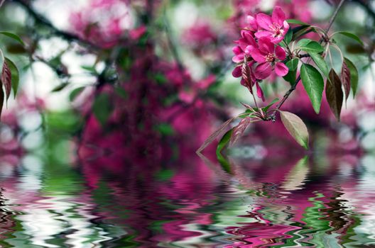 Chinese flowering crab-apple, wild apple flowers