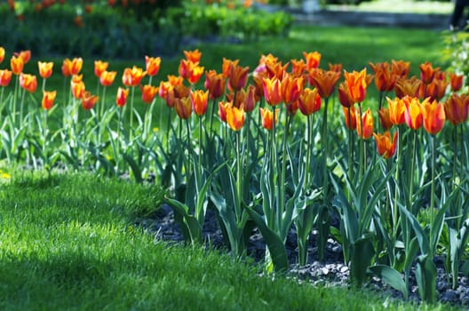 Spring background with tulips over natural background