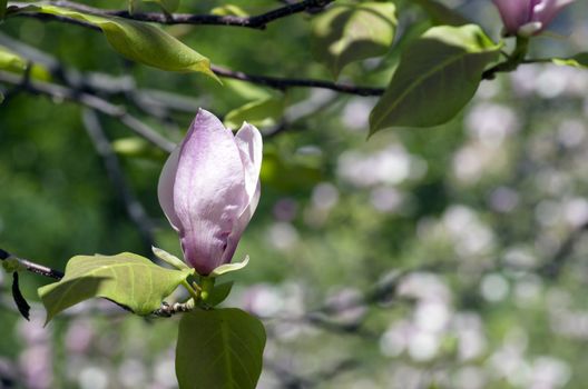 Beautiful Flowers of a Magnolia Tree