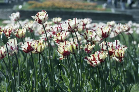 Spring background with tulips over natural background