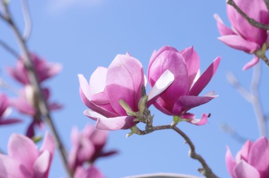 Beautiful Flowers of a Magnolia Tree