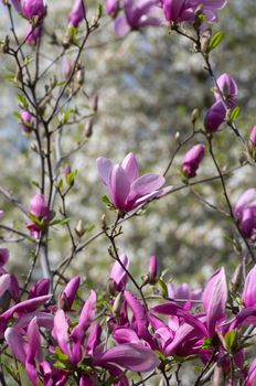 Beautiful Flowers of a Magnolia Tree