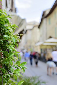 Image of a flower in foreground with blurred houses and people in background in Montefalco, Italy Umbria