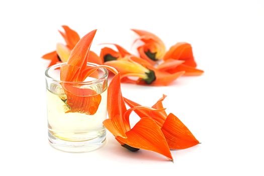 Petals of Bastard Teak Flower on white background. Bastard teak flower in a glass of water.