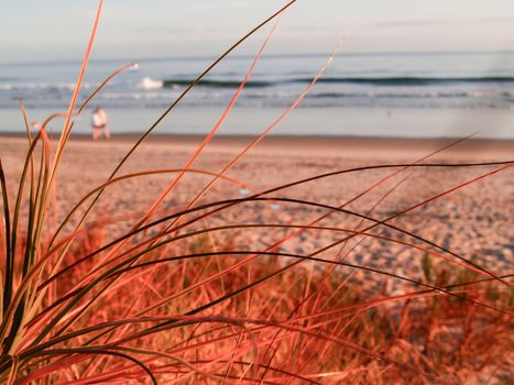 Early morning golden glow at papamoa beach Mount Maunganui New Zealand focus on grass blades.