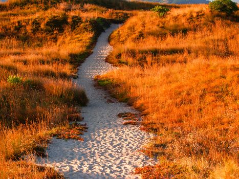 Early morning golden glow pathe through sand dunes at papamoa beach Mount Maunganui New Zealand