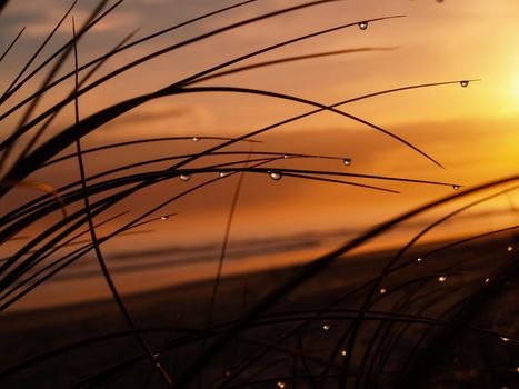 Early morning golden glow at papamoa beach Mount Maunganui New Zealand