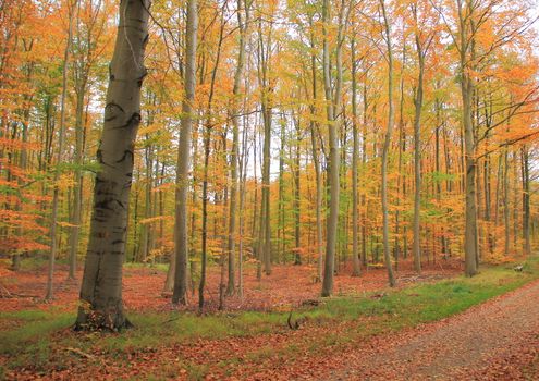 Trail in autumn forest with beautiful colors